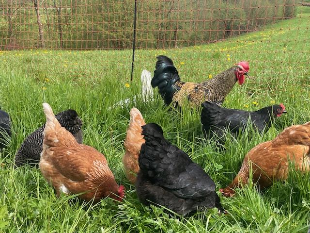 Eier, 6er-Pack