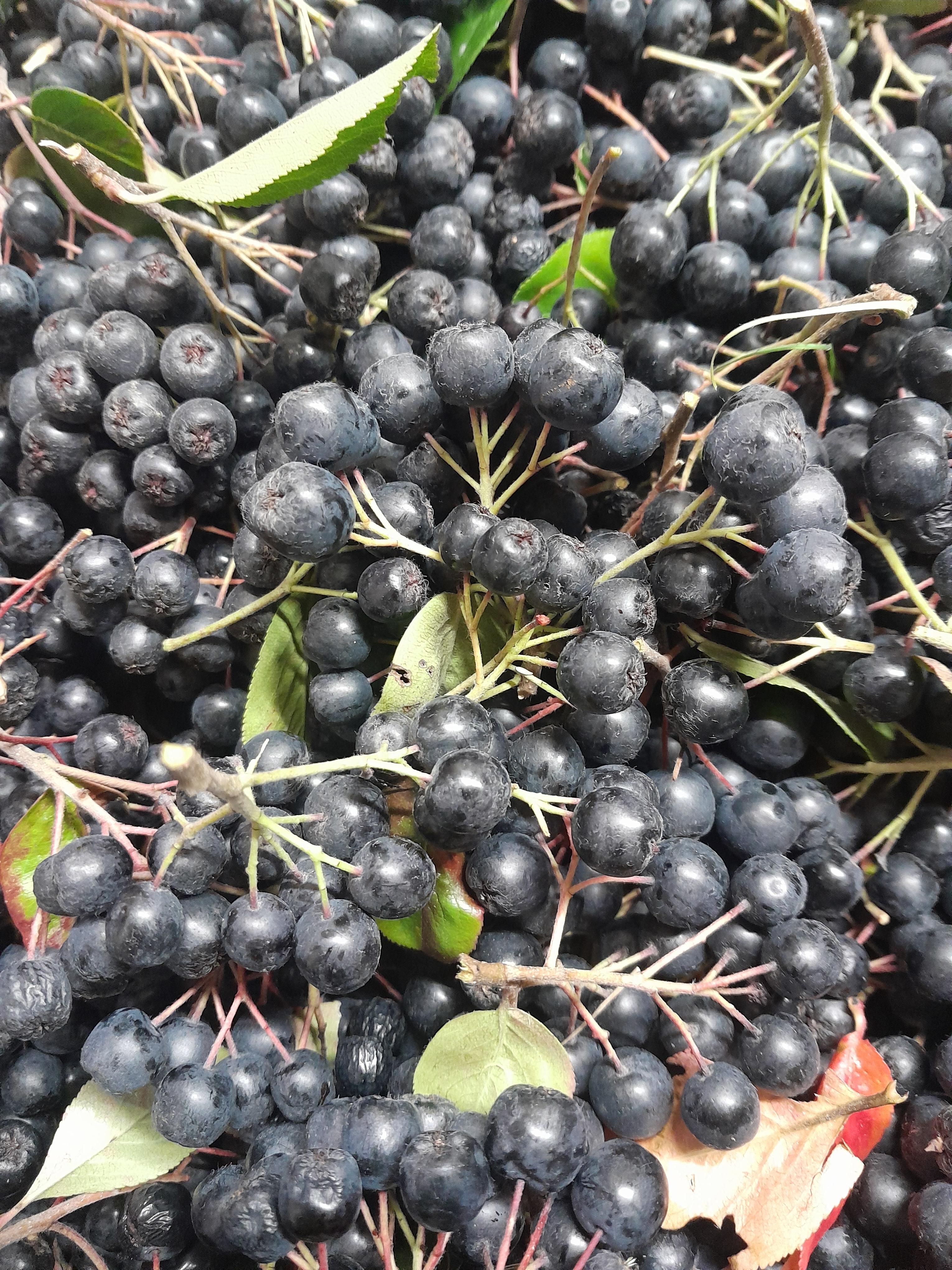 Bio Aronia Beeren