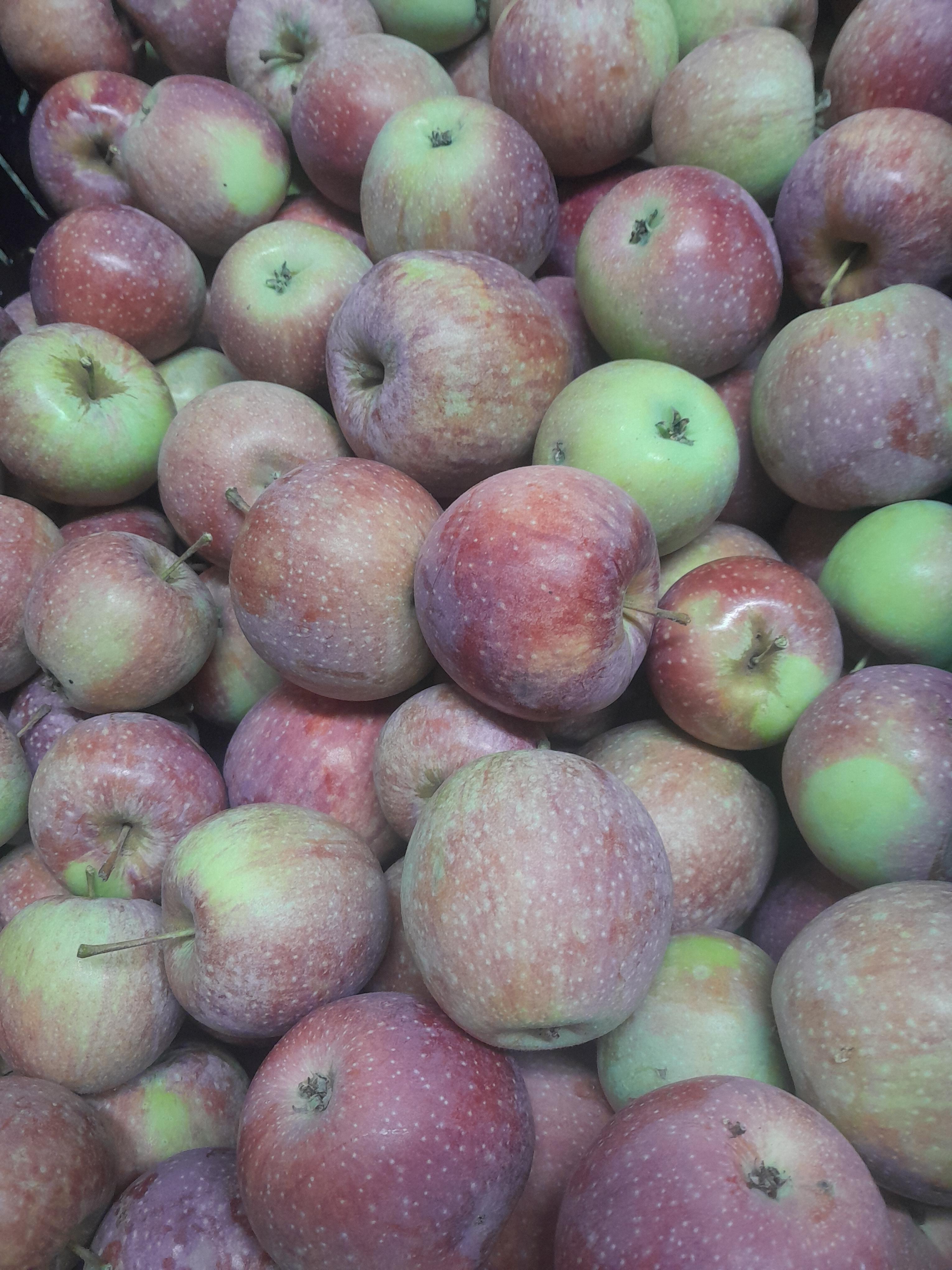 Liebiger Bio Aepfel Sauergrauech PSR