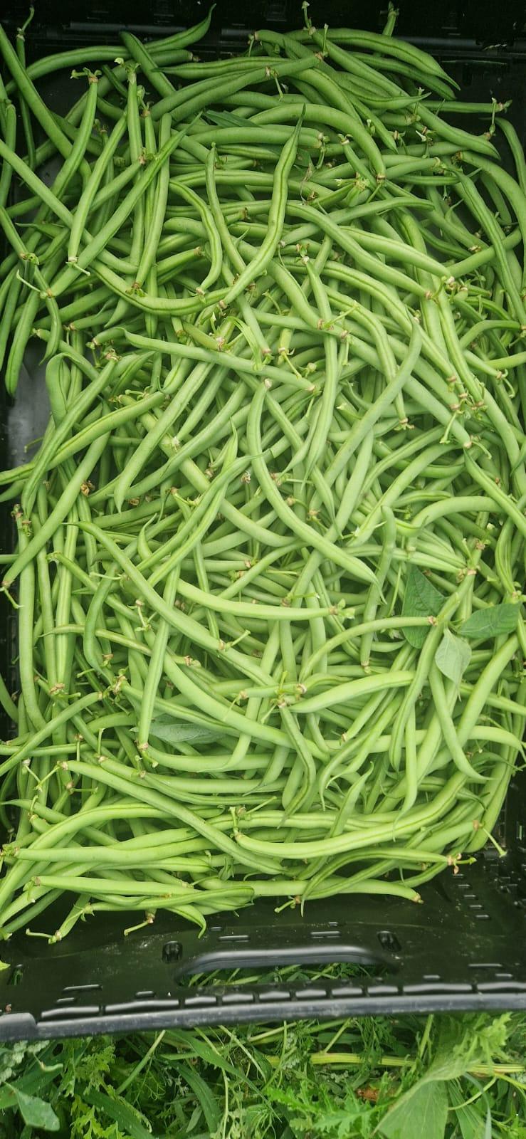 Liebiger Bio Buschbohnen