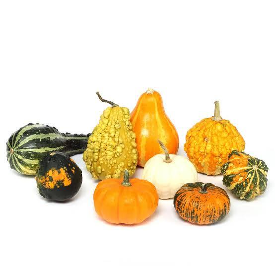 Kürbis, Zierkürbis