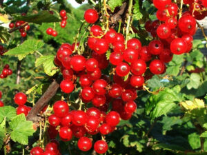 Bio-Johannisbeeren